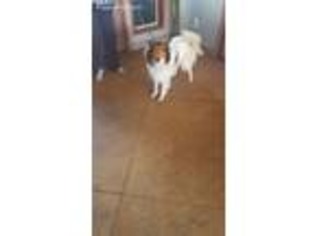 Collie Puppy for sale in Grayland, WA, USA