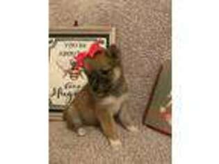 Shiba Inu Puppy for sale in Aurora, MO, USA