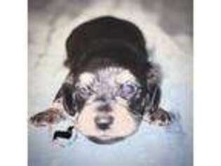 Dachshund Puppy for sale in Cisco, TX, USA