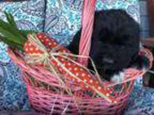 Newfoundland Puppy for sale in Abrams, WI, USA