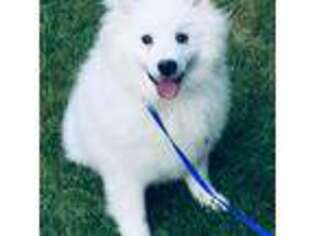 American Eskimo Dog Puppy for sale in Kelso, WA, USA