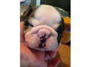 Miniature Bulldog Puppy for sale in Poplarville, MS, USA