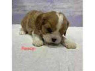 Cavalier King Charles Spaniel Puppy for sale in Beaumont, CA, USA