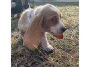 Basset Hound Puppy for sale in Hartville, MO, USA