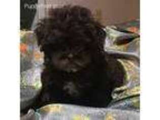 Shih-Poo Puppy for sale in Stockton, NJ, USA