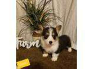 Pembroke Welsh Corgi Puppy for sale in Turlock, CA, USA