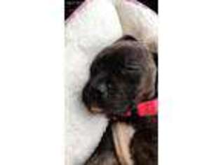 Mutt Puppy for sale in Laurens, NY, USA