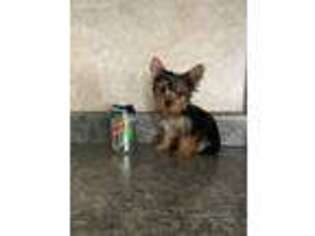 Yorkshire Terrier Puppy for sale in Howe, IN, USA