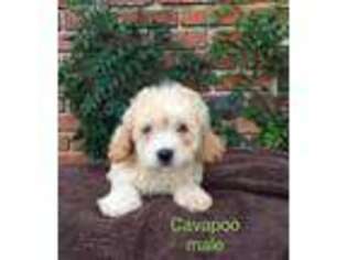 Cavapoo Puppy for sale in Newark, CA, USA