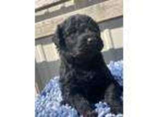 Portuguese Water Dog Puppy for sale in Sterling, CO, USA