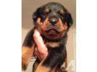 Rottweiler Puppy for sale in WILKES BARRE, PA, USA