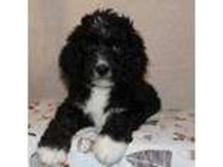 Mutt Puppy for sale in Eagle Lake, MN, USA