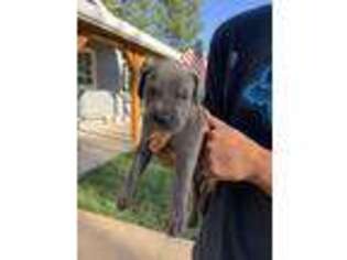 Cane Corso Puppy for sale in Pine Grove, CA, USA