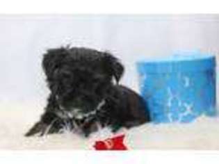 Yorkshire Terrier Puppy for sale in Hartsville, SC, USA