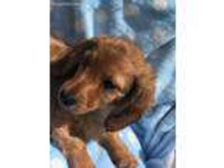 Dachshund Puppy for sale in Denton, GA, USA