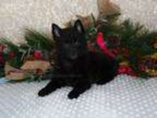 Schipperke Puppy for sale in Rogers, AR, USA