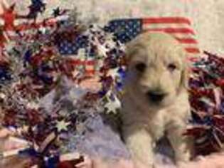 Goldendoodle Puppy for sale in Warwick, RI, USA