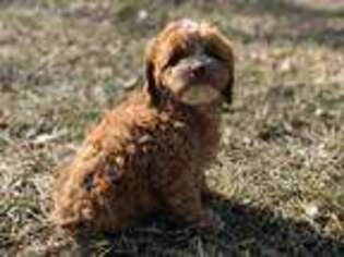 Cavapoo Puppy for sale in Old Monroe, MO, USA