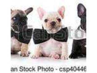 French Bulldog Puppy for sale in Conway, SC, USA