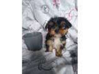 Yorkshire Terrier Puppy for sale in North Versailles, PA, USA
