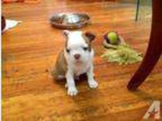 Boston Terrier Puppy for sale in BERKELEY, CA, USA