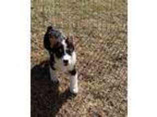 Pembroke Welsh Corgi Puppy for sale in Lexington, SC, USA