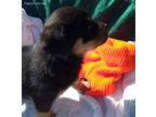 Rottweiler Puppy for sale in Carthage, MO, USA