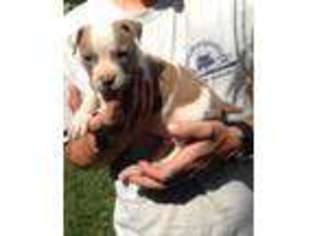 American Bulldog Puppy for sale in Mooresville, IN, USA