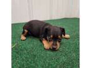 Miniature Pinscher Puppy for sale in Buffalo, MO, USA