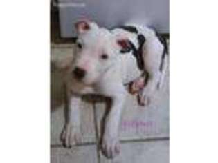 American Staffordshire Terrier Puppy for sale in Arlington, TX, USA