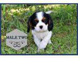 Cavalier King Charles Spaniel Puppy for sale in Como, TX, USA