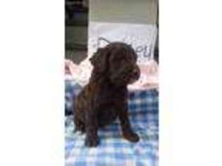 Mutt Puppy for sale in Winston, OR, USA