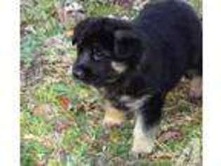 German Shepherd Dog Puppy for sale in JENKINS, MN, USA