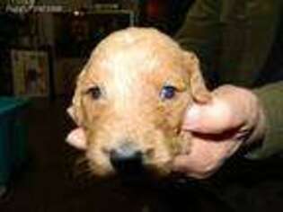 Goldendoodle Puppy for sale in Knoxville, GA, USA