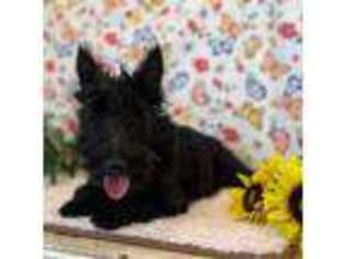 Scottish Terrier Puppy for sale in Millmont, PA, USA