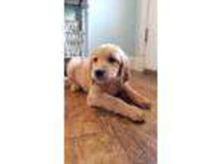 Goldendoodle Puppy for sale in Mountain View, AR, USA