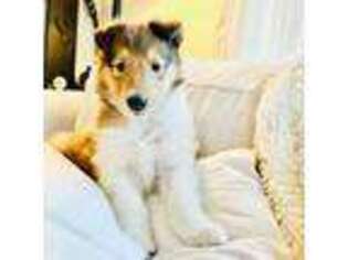Collie Puppy for sale in Mckinney, TX, USA