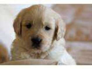 Golden Retriever Puppy for sale in Frankfort, IN, USA