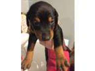 Doberman Pinscher Puppy for sale in Columbia, MO, USA