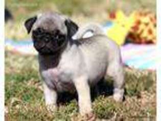 Pug Puppy for sale in Norman, OK, USA
