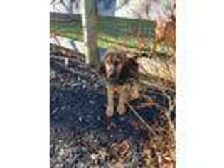 Bloodhound Puppy for sale in Reisterstown, MD, USA
