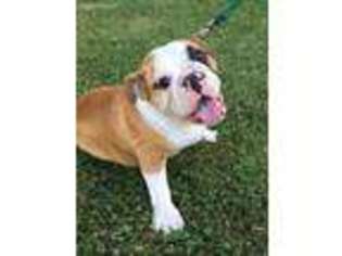 Bulldog Puppy for sale in Fort Branch, IN, USA