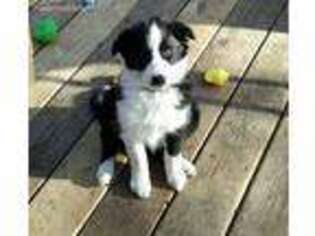 Border Collie Puppy for sale in Clinton, WI, USA