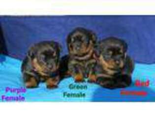 Rottweiler Puppy for sale in Hiawassee, GA, USA