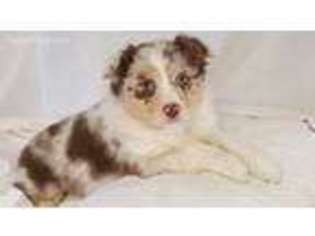 Australian Shepherd Puppy for sale in Worthington, IN, USA
