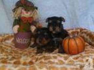 Yorkshire Terrier Puppy for sale in LILLINGTON, NC, USA