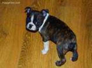 Boston Terrier Puppy for sale in Millersburg, MI, USA