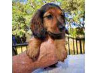 Dachshund Puppy for sale in Palatka, FL, USA