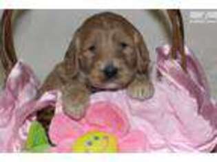 Goldendoodle Puppy for sale in Lexington, KY, USA