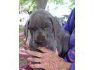 Great Dane Puppy for sale in Shelby, NC, USA